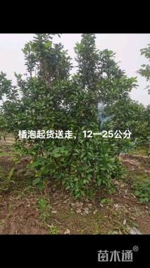 15公分柚子树