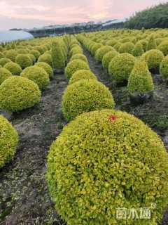冠幅180厘米亮晶女贞球