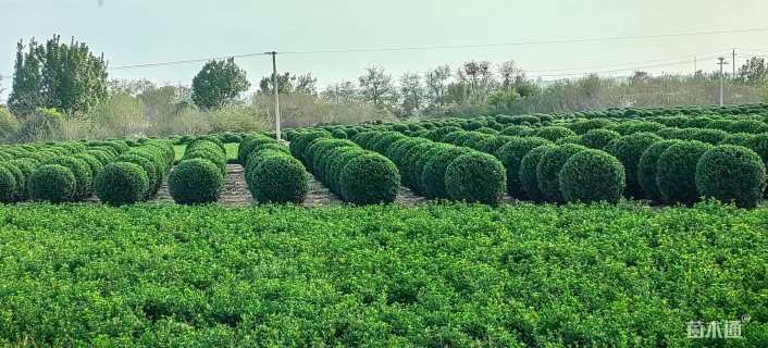 冠幅200厘米大叶黄杨球