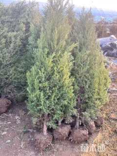 高度180厘米蜀桧