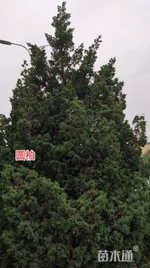 高度400厘米圆柏