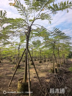 10公分粉花山扁豆