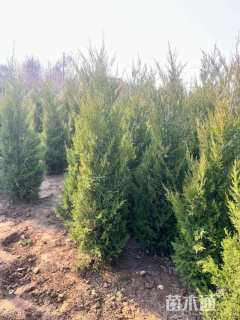 高度120厘米塔柏