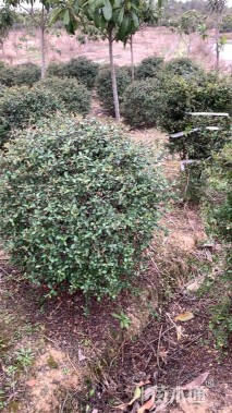 冠幅140厘米火棘球