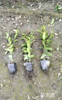 高度30厘米蚊母