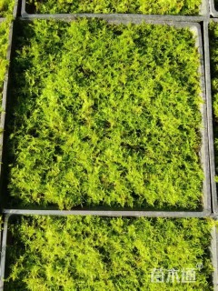 容器苗苔藓