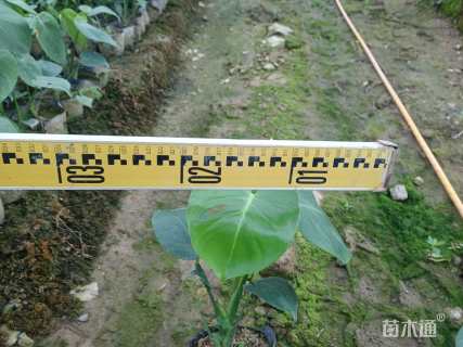 25厘米龟背竹