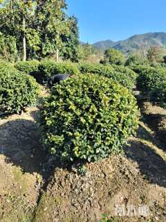 冠幅150厘米茶梅球