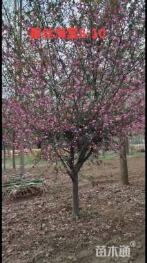 6公分垂丝海棠