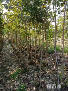 5公分红花风铃木