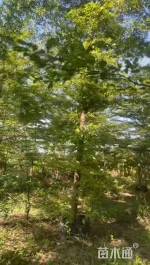 容器苗小叶榄仁