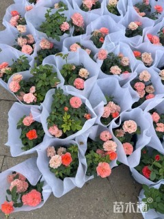 高度25厘米果汁阳台月季