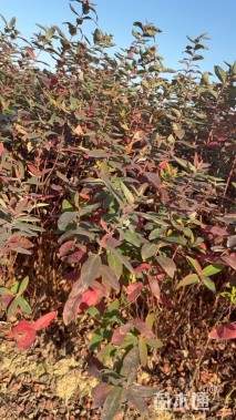 高度40厘米金丝桃小苗