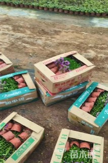 高度30厘米满天星