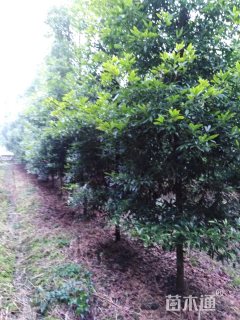 12公分金丝楠木