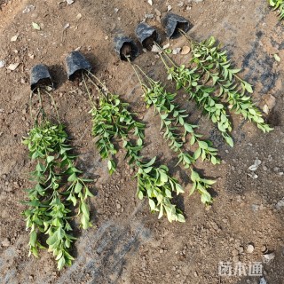 高度70厘米金冠黄杨