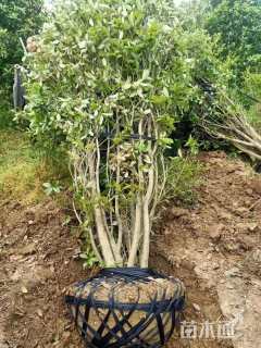高度200厘米丛生桂花