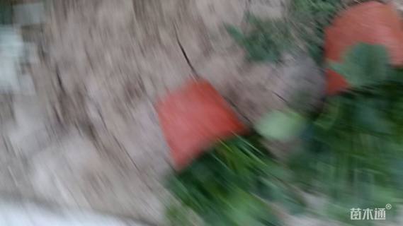 高度10厘米大滨菊