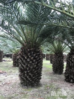 裸干高200厘米加拿利海枣