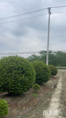 冠幅200厘米茶梅球