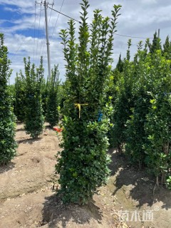 高度60厘米大叶黄杨小苗