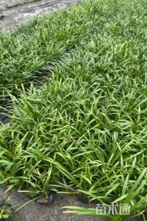 高度30厘米百子莲