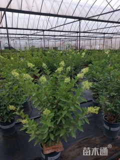 高度25厘米圆锥绣球