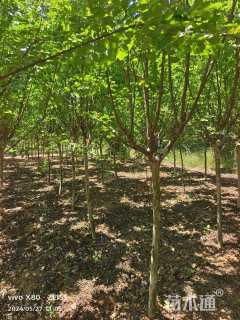 高度300厘米红花紫薇