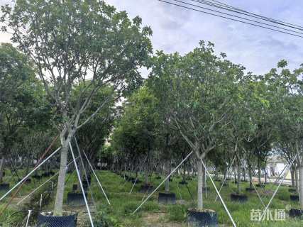 12公分红花玉蕊