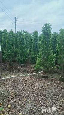 高度180厘米火山榕