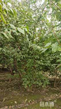 高度280厘米丛生蜡梅