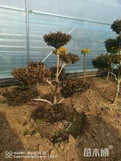 高度120厘米黄杨