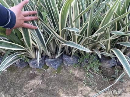 高度40厘米山菅兰