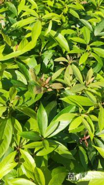 高度30厘米金丝楠木小苗