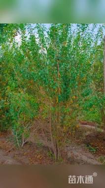 高度250厘米牡丹石榴