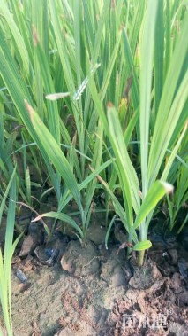 高度40厘米火星花