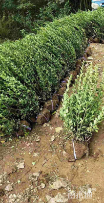 冠幅80厘米卫矛球