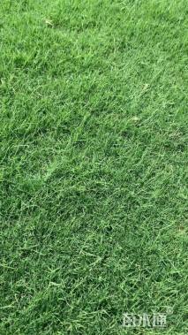 混播黑麦草