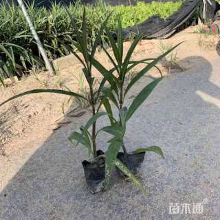 高度20厘米翠芦莉