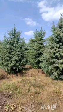 高度300厘米雪松