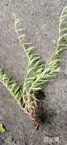 高度5厘米佛甲草