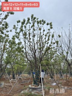 70公分(6杆)丛生香樟