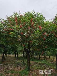 20公分鸡冠刺桐