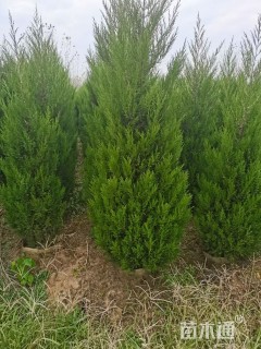 高度60厘米蜀桧柏