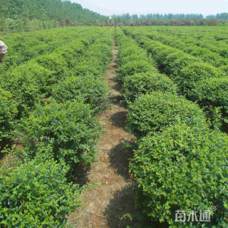 冠幅100厘米小叶女贞球