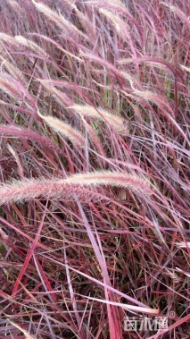 高度40厘米火焰狼尾草