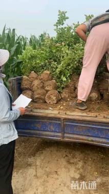 高度60厘米月季