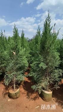 高度120厘米塔柏