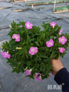 高度30厘米矮牵牛