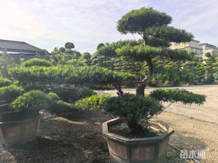 容器苗造型罗汉松